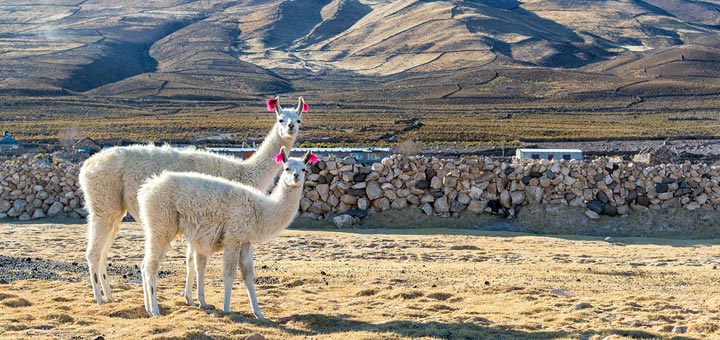 Benefits of alpaca wool: Why is alpaca socially responsible? Silkeborg