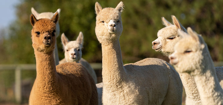 5 reasons why alpaca fleece is the Gold of the Andes Silkeborg