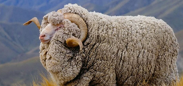 Merino wool and alpaca wool: difference and comparison Silkeborg