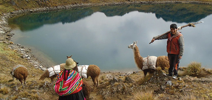 5 Reasons Why Alpaca Fleece Is The 'Gold Of The Andes
